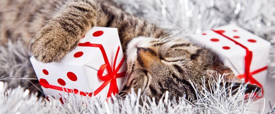 




A Quick Guide to Pet-Proofing the Holiday Season


