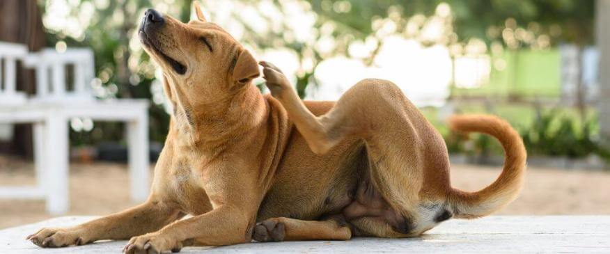 Allergic Skin Disease in Pets: Skin Infections 