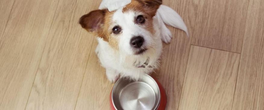 




Are By-Products in Pet Food Really That Bad?


