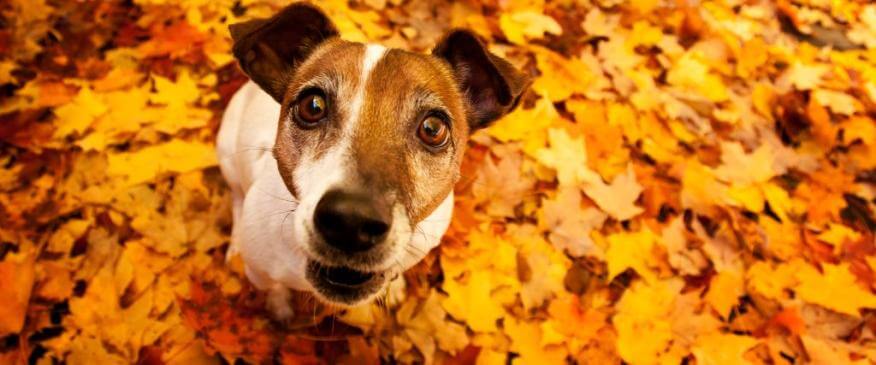Avoid Pancreatitis in Dogs This Thanksgiving By Following These Tips