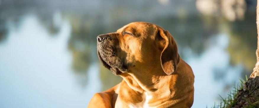 Can Dogs Get Sunburnt? Dog Sunburn Signs, Symptoms, and When to See Your Veterinarian
