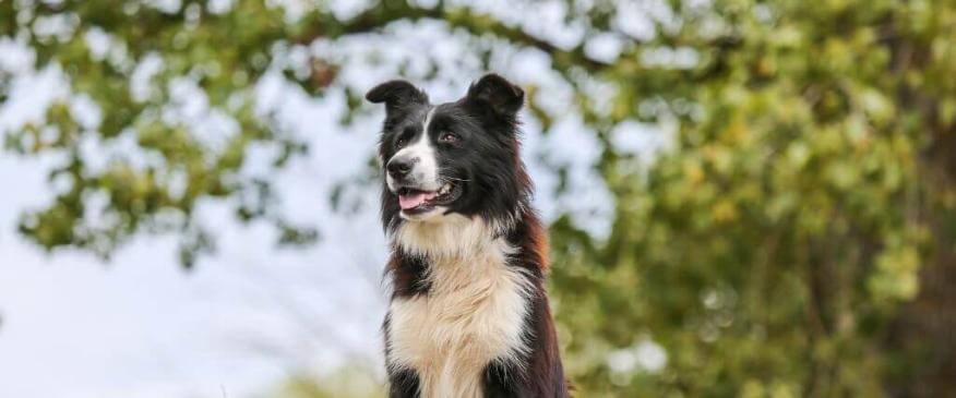 Can Dogs Have Asthma?