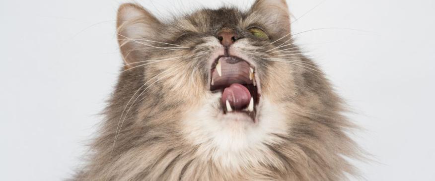 




Cats with Allergies: Managing Your Feline&#039;s Seasonal Scratching and Sniffles


