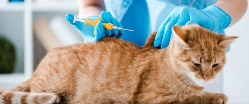 




Chip Your Pet Month: Answers to Common Microchipping Questions


