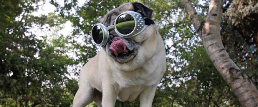 Dog Goggles: Essential Eye Protection for Your Canine Companion