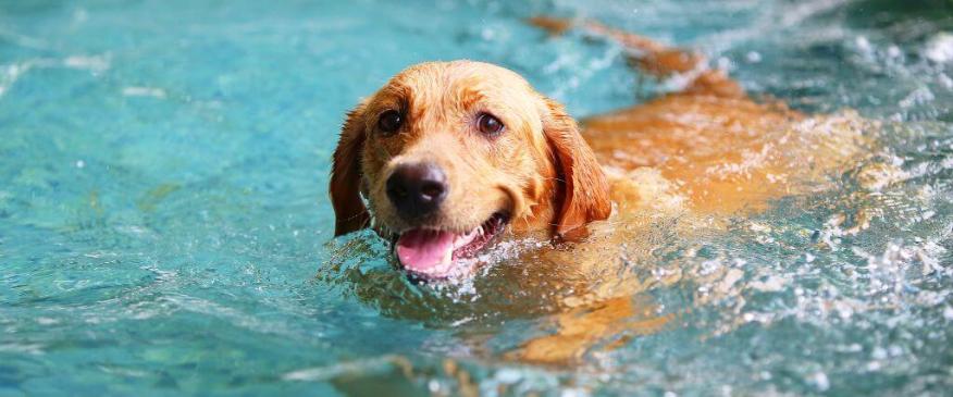 Dog Sunburn Prevention: 5 Tips for the Best Sun Protection for Dogs