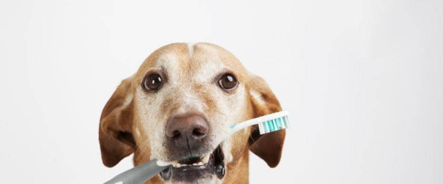 10 Things You Need to Know About Your Pet's Bad Breath