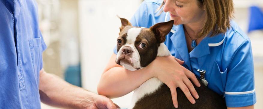 Emergency Vet Visits: When to Go, What to Expect &amp; How to Stay Calm