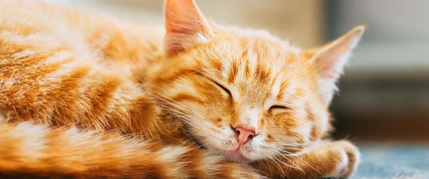 




Feline Leukemia Virus (FeLV): What Every Cat Owner Should Know


