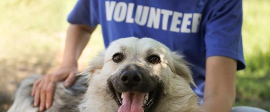 




Giving Tuesday: 4 Ways to Support Pet-Related Organizations


