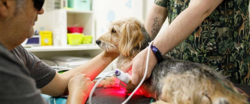 




Healing with Light: A Deep Dive into Veterinary Laser Therapy


