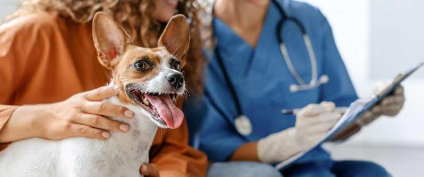 How to Find a Good Vet After Moving