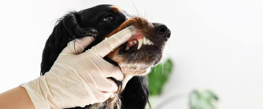 




Inside the Canine Tooth: Exploring Endodontic Care for Dogs


