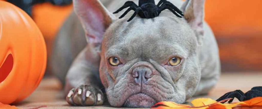 Managing the Scary Sounds of Halloween: How to Help a Dog with Noise Aversion
