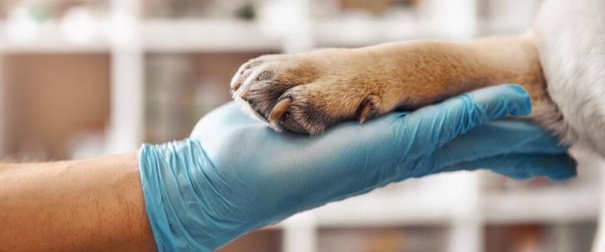 




Maximizing Canine Health: The Importance of Lab Work Through Your Dog&#039;s Life


