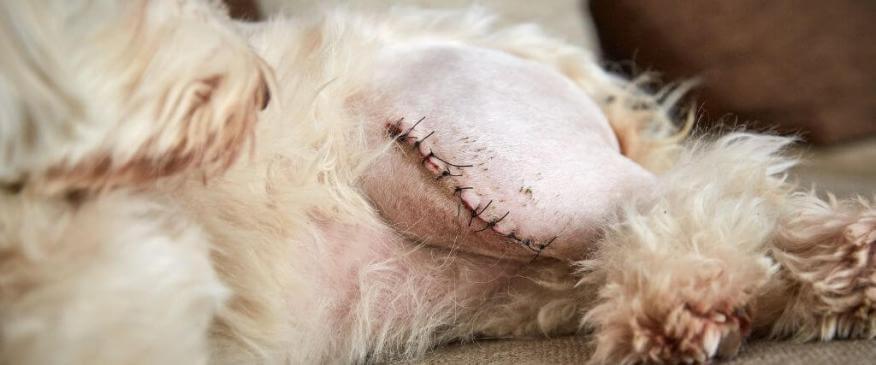 Medial Patellar Luxation: A Vet's Guide to Understanding MPL in Dogs