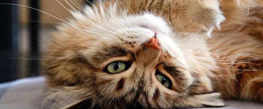 




National Cat Health Month: Ensuring Your Feline Has a Long, Fulfilling Life


