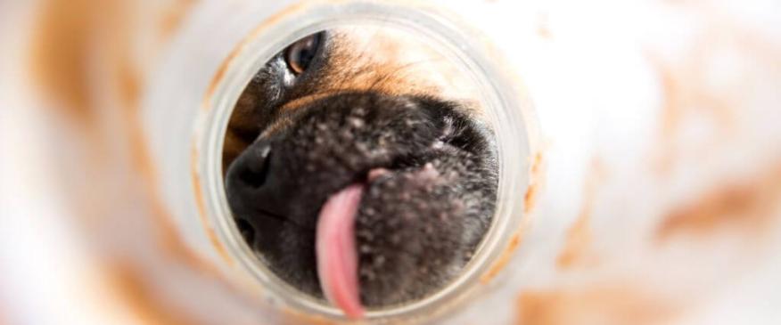 




National Peanut Butter Day: How This Tasty Treat Benefits Your Dog


