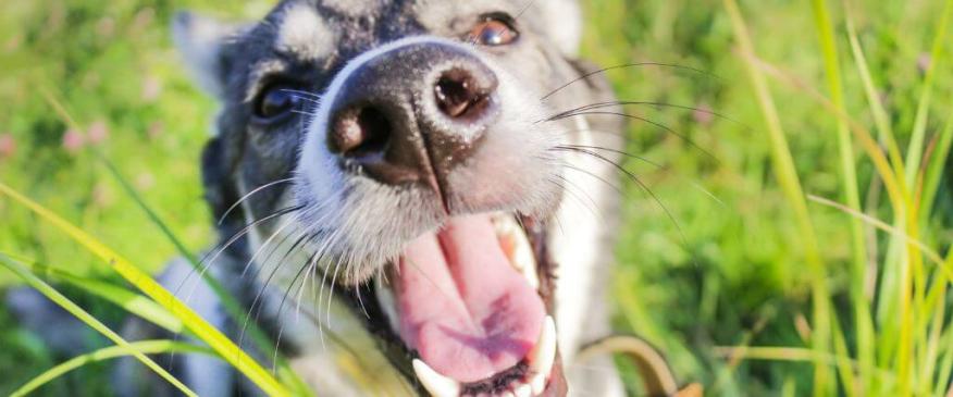 




Navigating Canine Allergies in Spring: A Doctor’s Take


