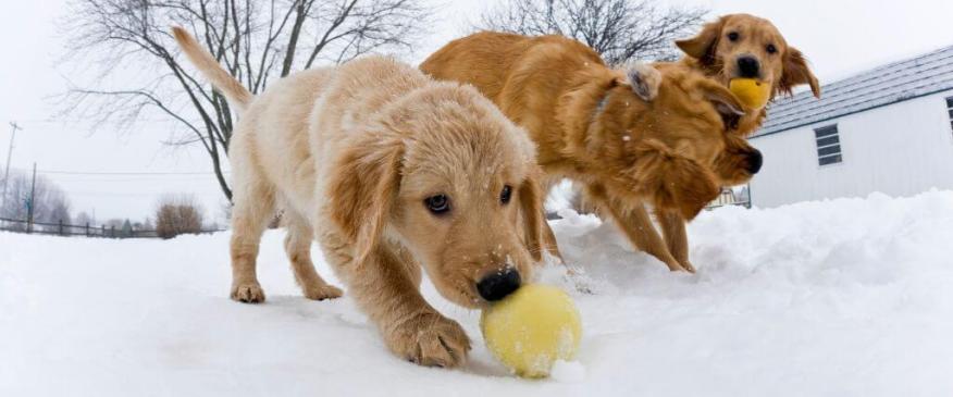 




Pet Fitness Bootcamp: Keeping Your Pet Active During the Winter


