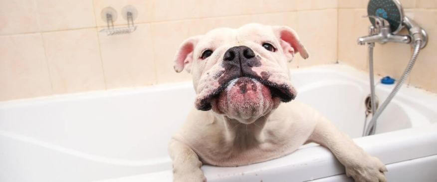 Pet Grooming in Winter: Essential Tips and Tricks