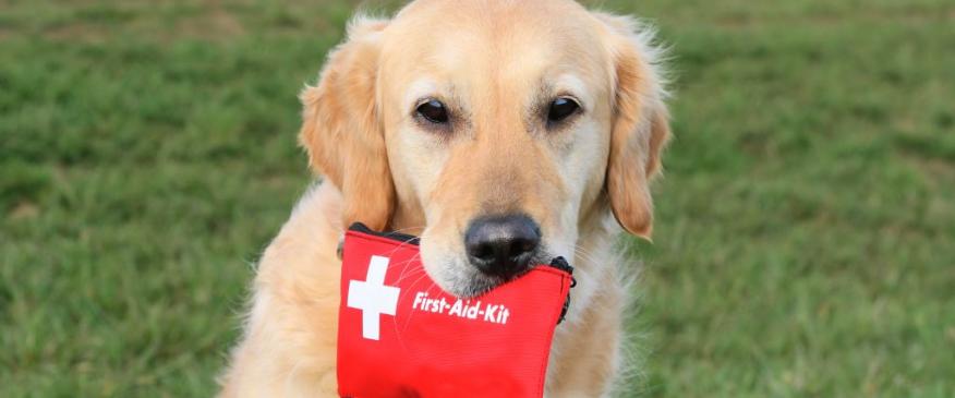 




Paws and Prepare: Including Your Pets in Disaster Preparedness


