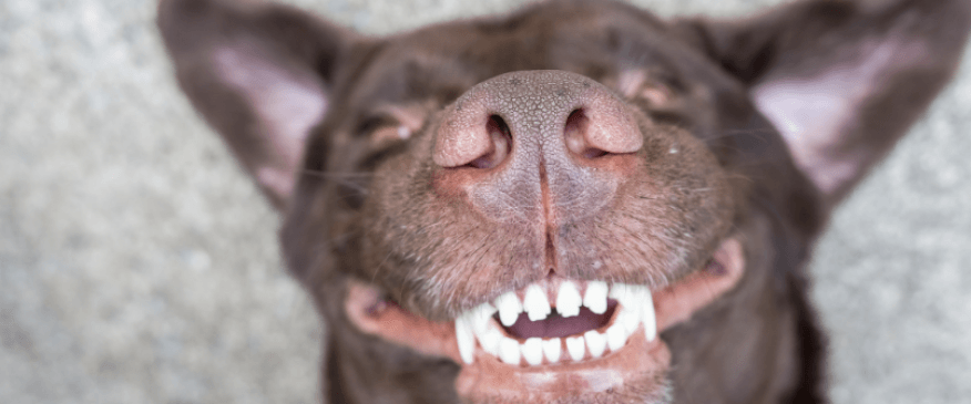 Pet Dental Month: Tips For Caring For Your Dog's Teeth at Home
