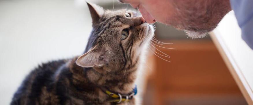 




Senior Cat Care: Promoting Wellness at Every Age


