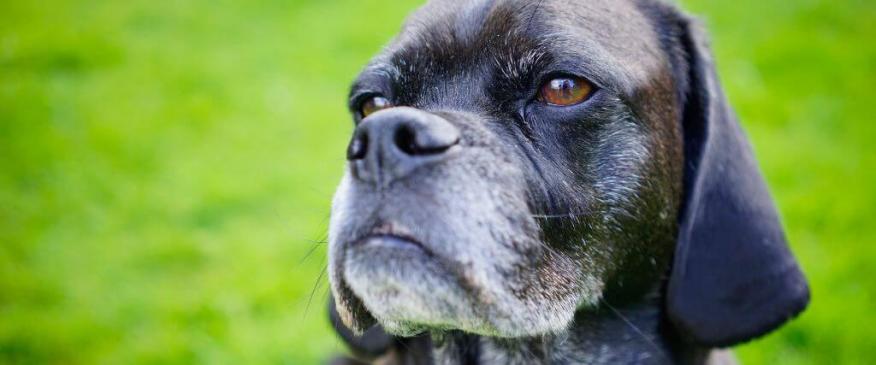 




Senior Dog Care: A Focus on Silver Snouts and Aging Dog Wellness


