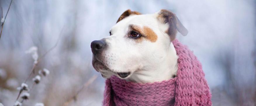 The Art of Pet Photography: Capturing Your Pet's Best Moments This Winter