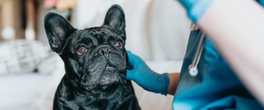 The Essential Pre-Travel Checklist: Preparing Pet Sitters for Pets Undergoing Chemotherapy