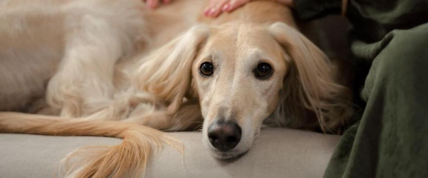 The Most Overlooked Signs of Pain in Pets &amp; How to Spot Them Early