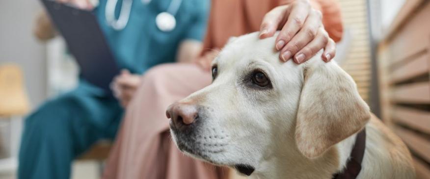 




Tips to Finding the Perfect Veterinarian for Your Pet


