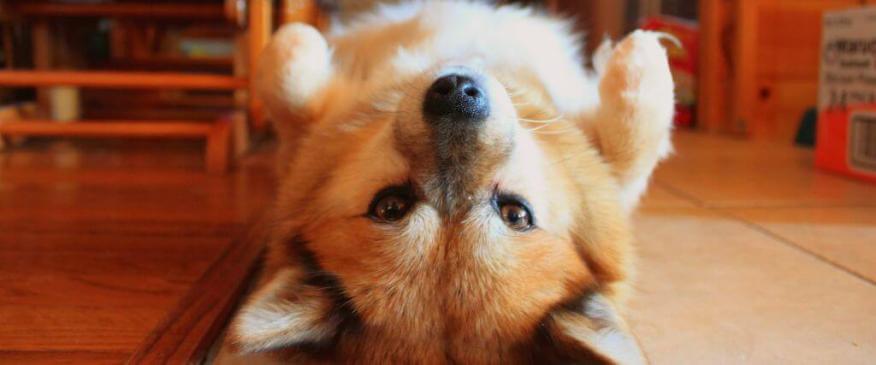 Pet Obesity Prevention: Top 7 Tips for Helping Overweight Pets