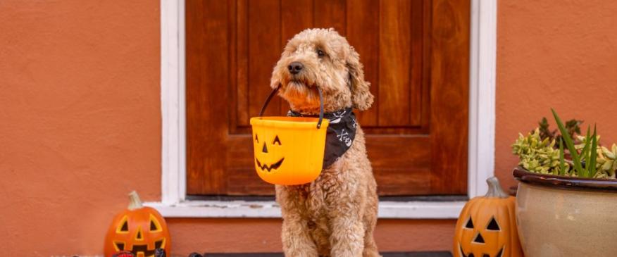 Warning: These Halloween Candies Can Be Toxic to Dogs and Cats
