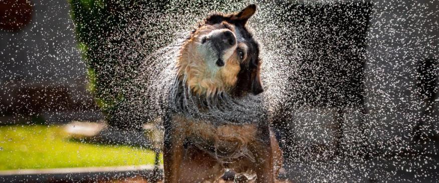 Why Water Isn’t Always the Cause of Your Dog’s Swimmer’s Ear