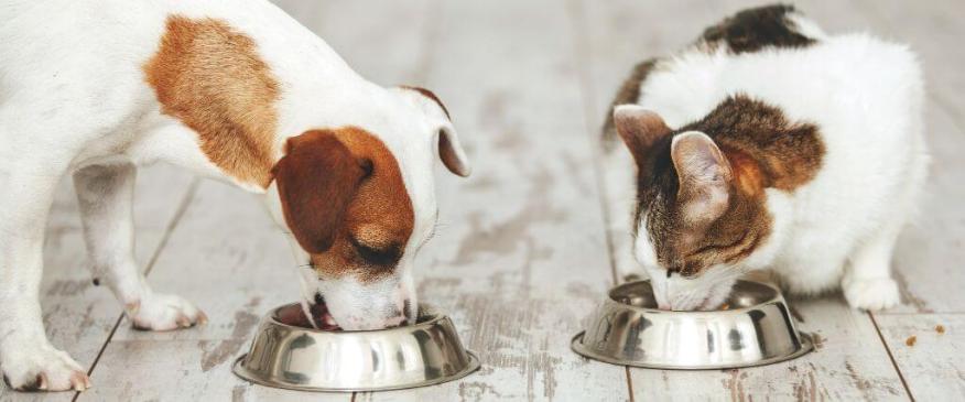 




Weight Management and Nutrition in Pets: A Balanced Approach


