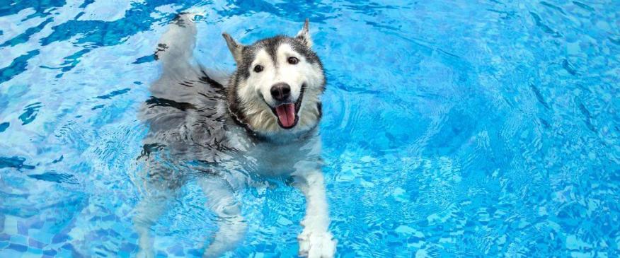 What You Need to Know About a Summer Cut for Dogs Before You Pick Up Those Clippers