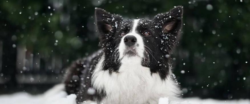 




Winter Wellness: Keeping Your Pets Healthy in Cold Weather


