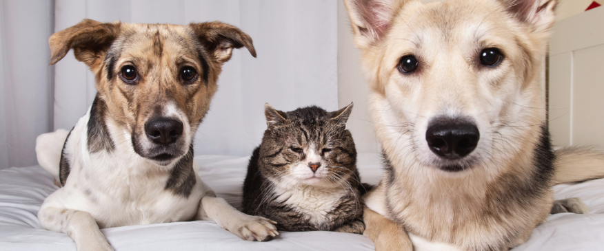 




Aging Changes in Dogs and Cats


