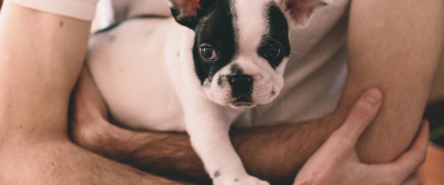 Loving Your Pet: Dos and Don’ts