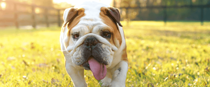 Baby, It’s Hot Out There! Protecting Your Pets in Hot Weather