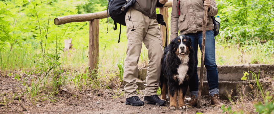 




The Best Dog Breeds for Hiking


