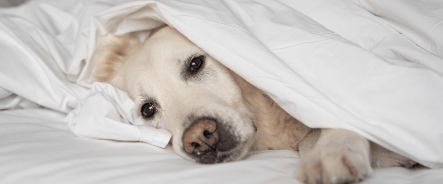 Help! My Dog Was Diagnosed With Canine Lymphoma, Now What?