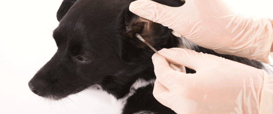 5 Tips &amp; Tricks for Cleaning Your Dog's Ears at Home