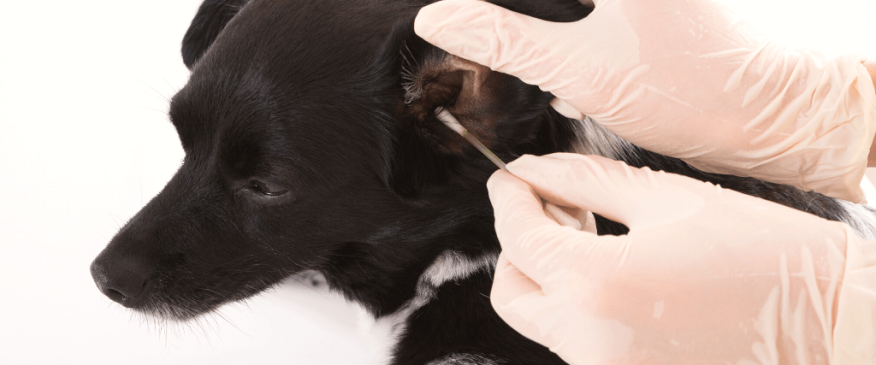 




5 Tips &amp; Tricks for Cleaning Your Dog&#039;s Ears at Home


