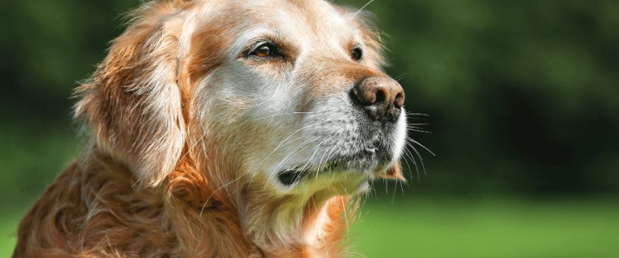 




Cognitive Dysfunction In Senior Pets


