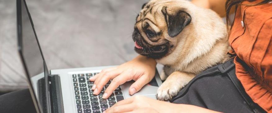 The Five Most Frequently Asked Dog Questions — Answered