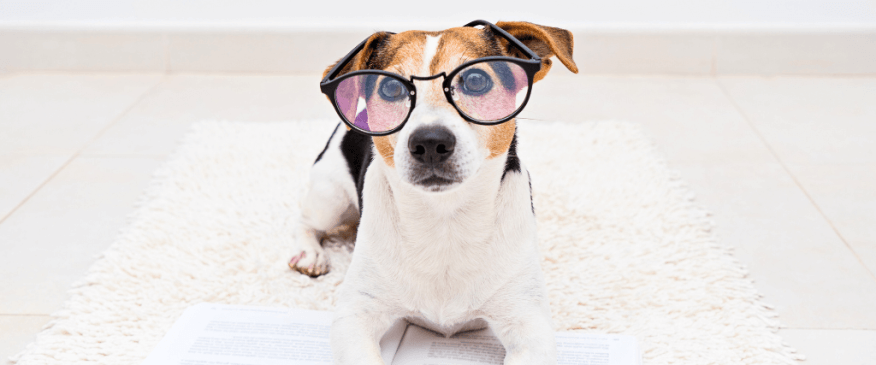 Help Your Pet With “The Back to School Blues”