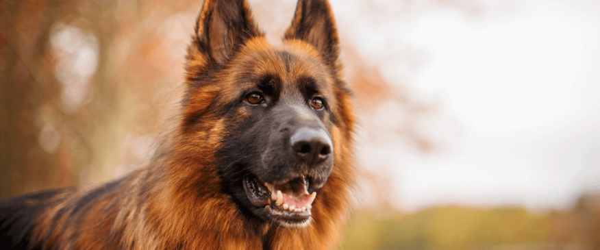 




Degenerative Myelopathy In Dogs


